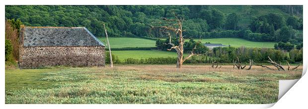 Disused barn and skeletal trees, Porlock Marsh Print by Shaun Davey