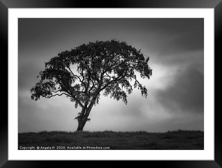 Solitary Tree Framed Mounted Print by Angela H
