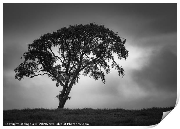 Solitary Tree Print by Angela H