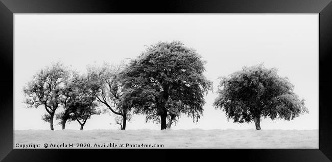 Line of trees Framed Print by Angela H