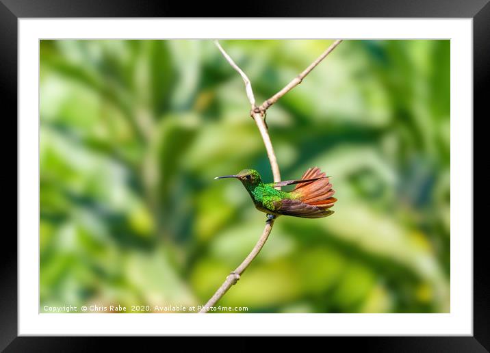 Rufous-Tailed Hummingbird  Framed Mounted Print by Chris Rabe
