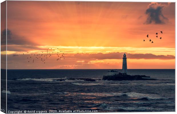 St Marys Lighthouse sunrise Canvas Print by david siggens