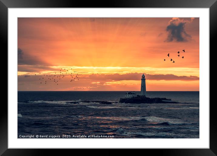 St Marys Lighthouse sunrise Framed Mounted Print by david siggens