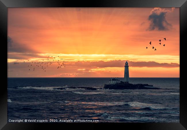 St Marys Lighthouse sunrise Framed Print by david siggens