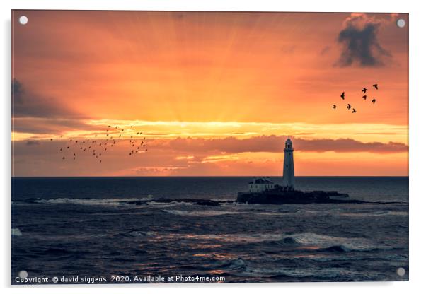 St Marys Lighthouse sunrise Acrylic by david siggens