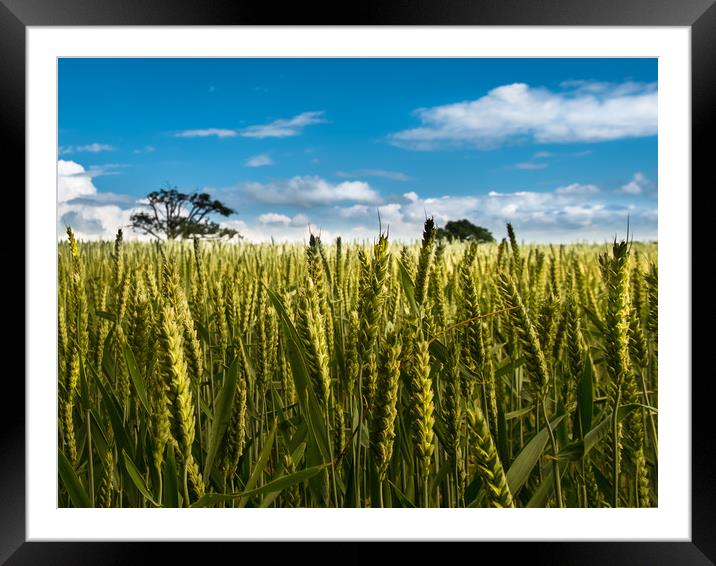Wheat waiting Framed Mounted Print by Steve Taylor