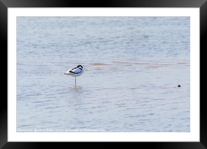 Pied Avocet resting Framed Mounted Print by Chris Rabe