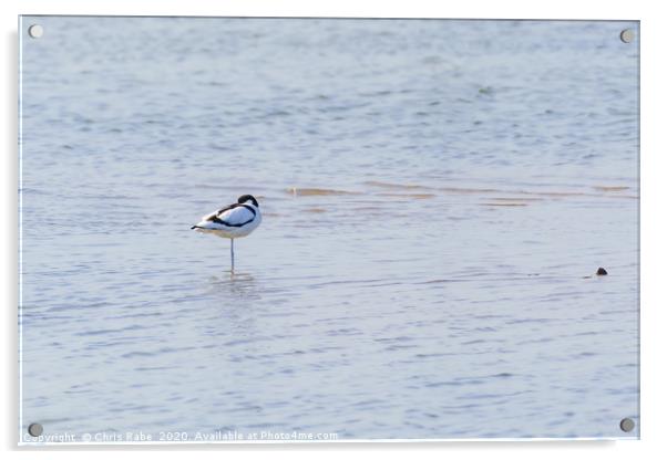 Pied Avocet resting Acrylic by Chris Rabe
