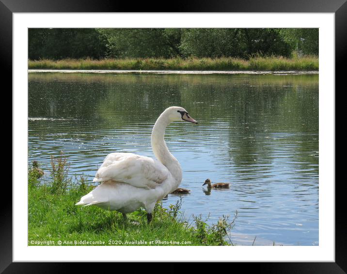 Beautiful Swan Framed Mounted Print by Ann Biddlecombe