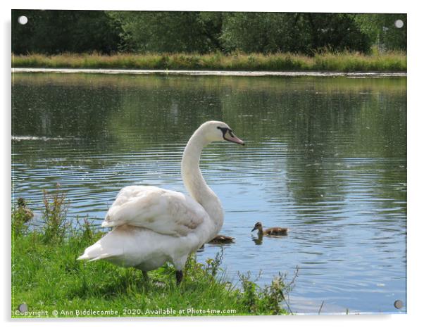 Beautiful Swan Acrylic by Ann Biddlecombe