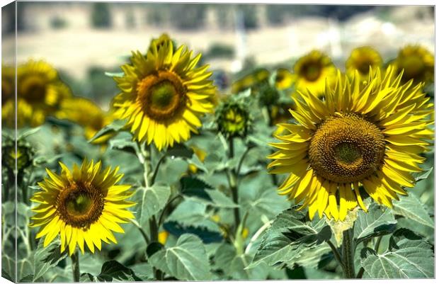 These are sunflowers in a field near Carmona. In t Canvas Print by Jose Manuel Espigares Garc