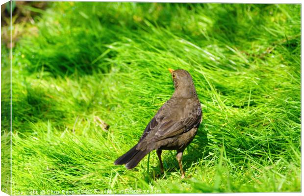 Blackbird in grass Canvas Print by Chris Rabe