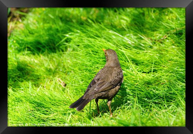 Blackbird in grass Framed Print by Chris Rabe