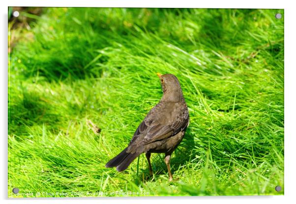 Blackbird in grass Acrylic by Chris Rabe