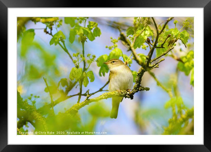 Willow Warbler Framed Mounted Print by Chris Rabe
