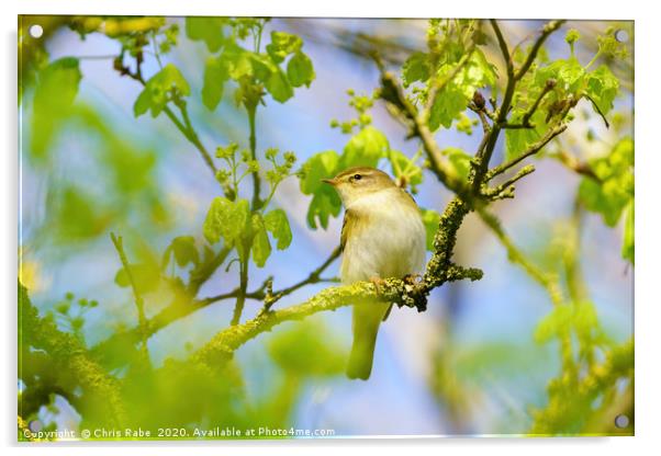 Willow Warbler Acrylic by Chris Rabe