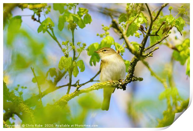 Willow Warbler Print by Chris Rabe