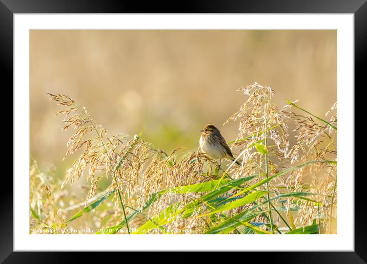 Reed Bunting  Framed Mounted Print by Chris Rabe