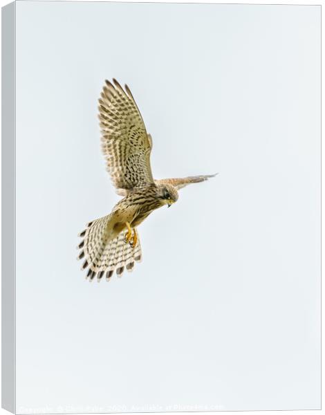 Common Kestrel hovering Canvas Print by Chris Rabe