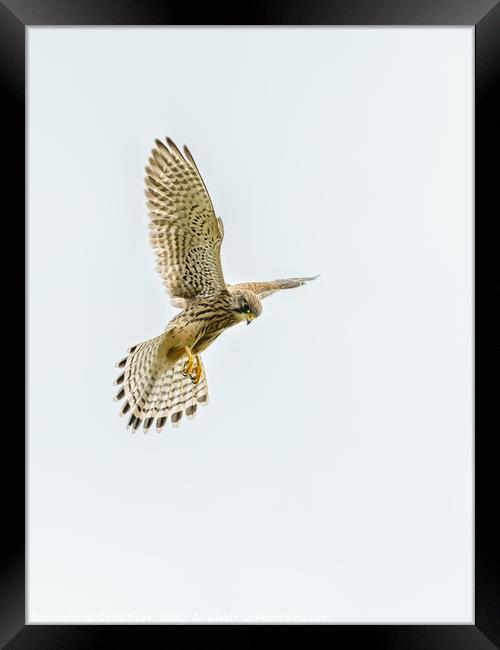 Common Kestrel hovering Framed Print by Chris Rabe