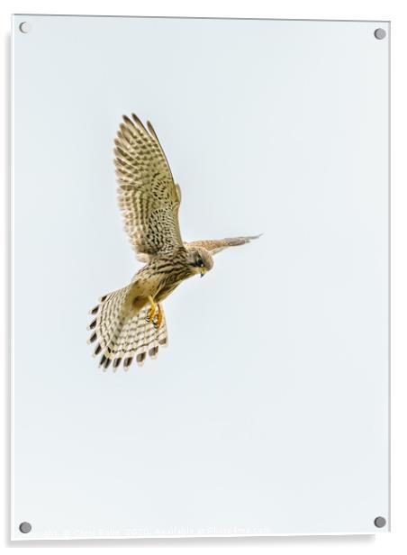Common Kestrel hovering Acrylic by Chris Rabe