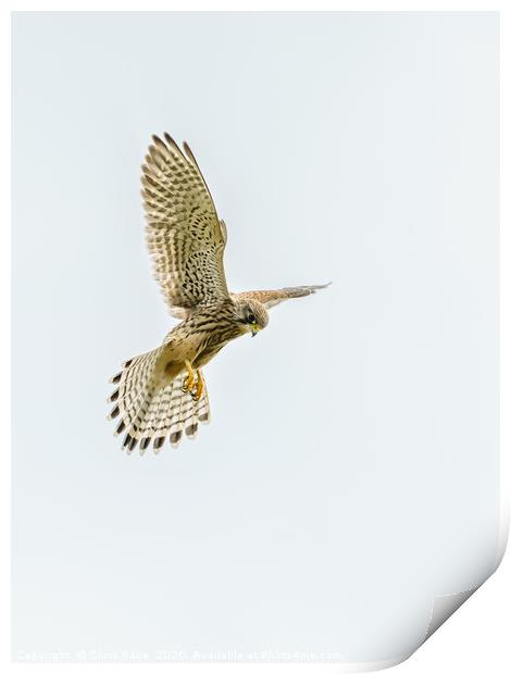 Common Kestrel hovering Print by Chris Rabe