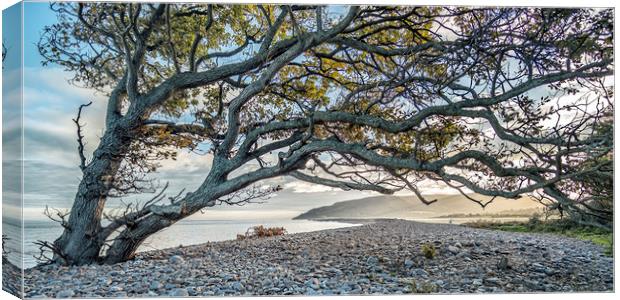 Coastal tree with a view to Hurlstone Point Canvas Print by Shaun Davey