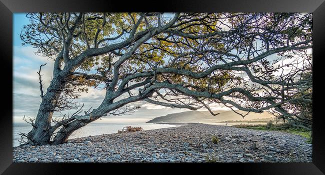 Coastal tree with a view to Hurlstone Point Framed Print by Shaun Davey