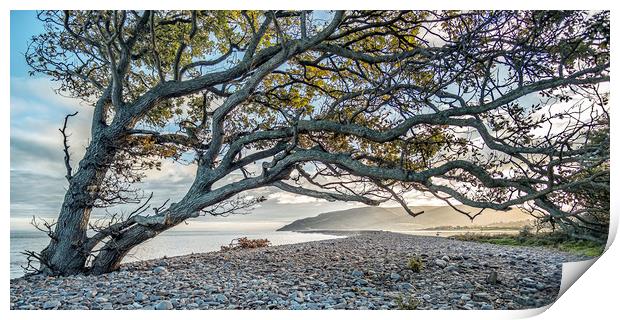 Coastal tree with a view to Hurlstone Point Print by Shaun Davey