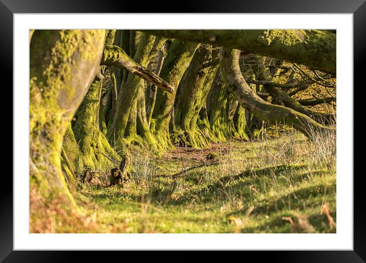 Overgrown Ancient Beech Hedge, Bagley, Exmoor Framed Mounted Print by Shaun Davey