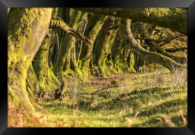 Overgrown Ancient Beech Hedge, Bagley, Exmoor Framed Print by Shaun Davey