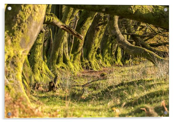 Overgrown Ancient Beech Hedge, Bagley, Exmoor Acrylic by Shaun Davey