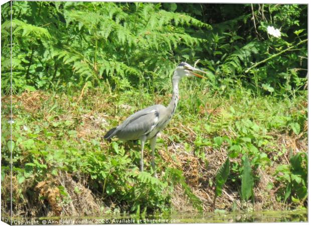 Local French Heron Canvas Print by Ann Biddlecombe