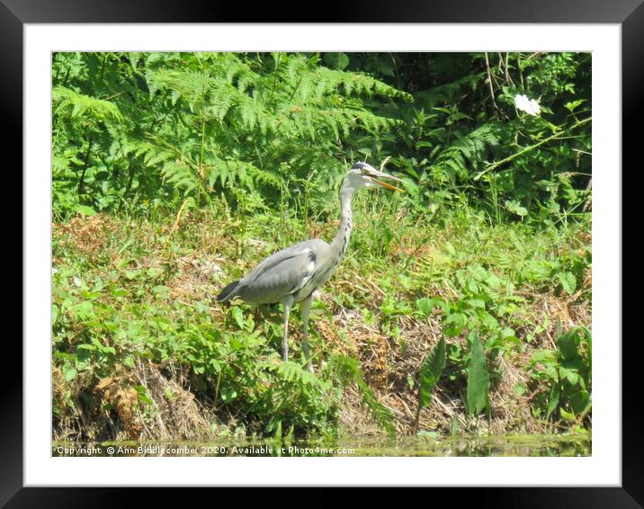 Local French Heron Framed Mounted Print by Ann Biddlecombe