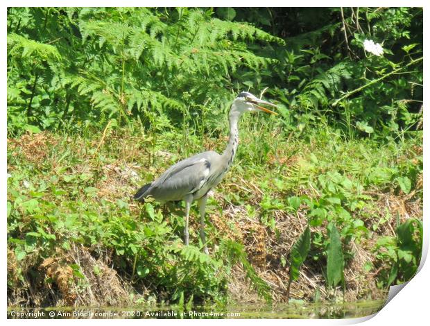 Local French Heron Print by Ann Biddlecombe