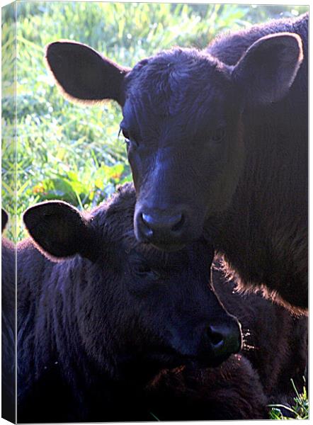 calves Canvas Print by Doug McRae