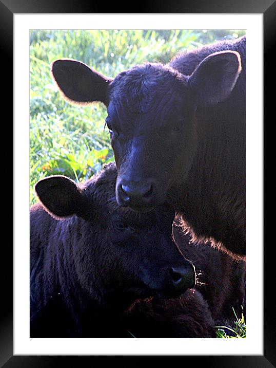 calves Framed Mounted Print by Doug McRae