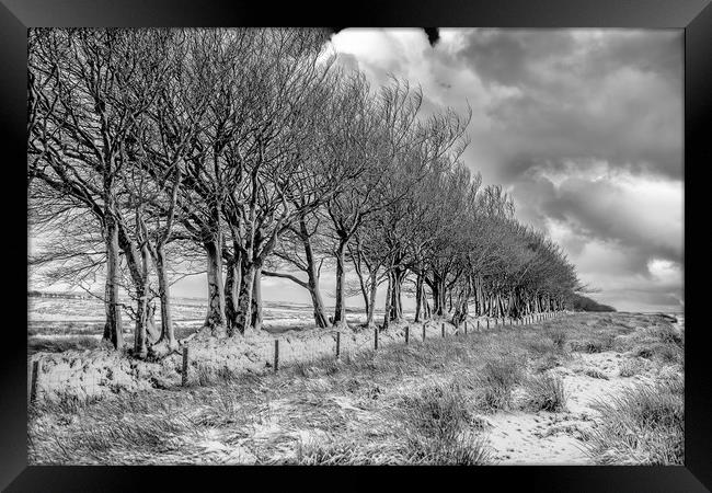 Line of beech trees and wall in the snow, Exmoor Framed Print by Shaun Davey