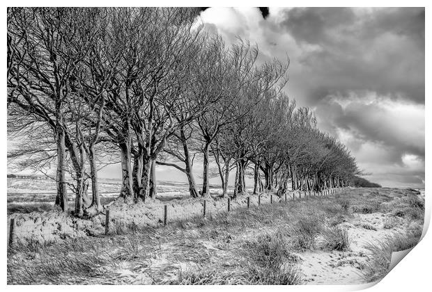 Line of beech trees and wall in the snow, Exmoor Print by Shaun Davey