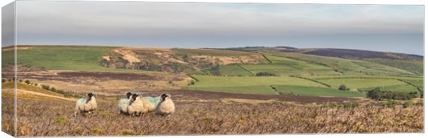 Sheep on Dunkery, Exmoor Canvas Print by Shaun Davey