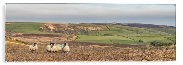 Sheep on Dunkery, Exmoor Acrylic by Shaun Davey
