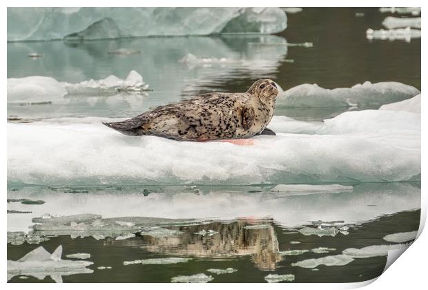 Harbour Seal, Le Conte Bay, Alaska Print by Shaun Davey