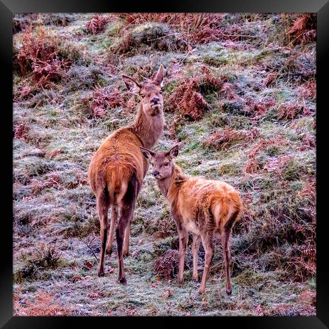 Red Deer - Exmoor Framed Print by Shaun Davey