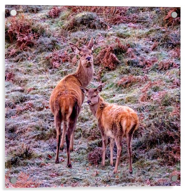 Red Deer - Exmoor Acrylic by Shaun Davey