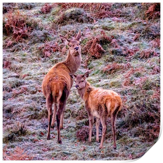 Red Deer - Exmoor Print by Shaun Davey