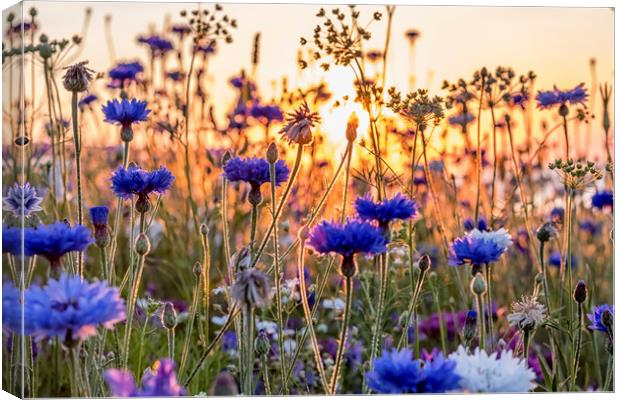 Cornflowers in the setting sun Canvas Print by Shaun Davey