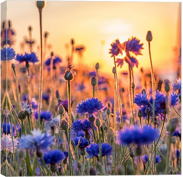 Cornflowers in the setting sun Canvas Print by Shaun Davey