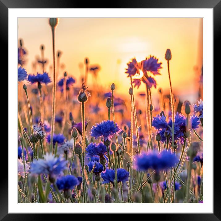 Cornflowers in the setting sun Framed Mounted Print by Shaun Davey