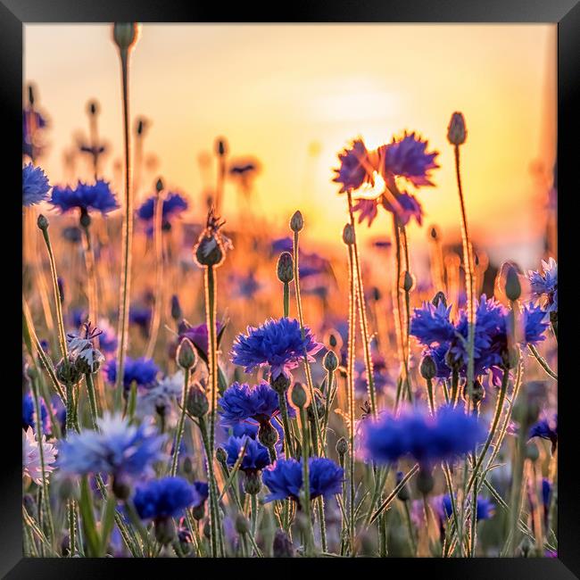 Cornflowers in the setting sun Framed Print by Shaun Davey