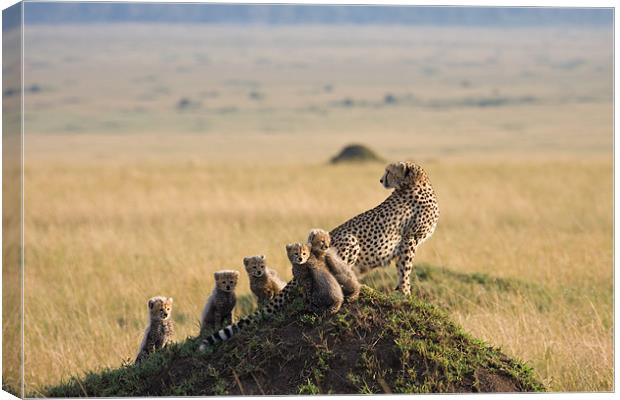 Cheetah and 5 cubs Canvas Print by Gail Johnson